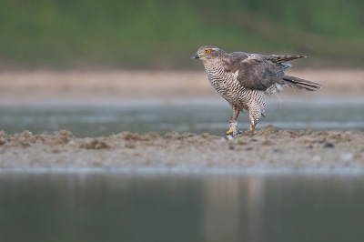 <i class='fa fa-user'></i> thijsglastra |   Havik  <i class='fa fa-eye'> 846</i>  <i class='fa fa-thumbs-up'> 33</i>   <i class='fa fa-comment-o'> 29</i>