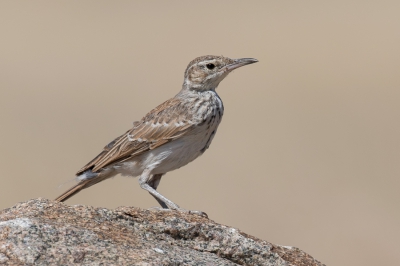 <i class='fa fa-user'></i> Paul van Giersbergen |   Benguelalangsnavelleeuwerik  <i class='fa fa-eye'> 229</i>  <i class='fa fa-thumbs-up'> 1</i>   <i class='fa fa-comment-o'> 3</i>