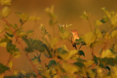 <i class='fa fa-user'></i> thijsglastra |   Sprinkhaanzanger  <i class='fa fa-eye'> 325</i>  <i class='fa fa-thumbs-up'> 15</i>   <i class='fa fa-comment-o'> 13</i>