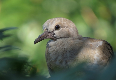 <i class='fa fa-user'></i> sieb |   Turkse Tortel  <i class='fa fa-eye'> 219</i>  <i class='fa fa-thumbs-up'> 2</i>   <i class='fa fa-comment-o'> 6</i>