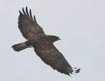 vandaag weer een poging gedaan om met RAW te werken .
ik krijg ze alleen een beetje moeilijk op mijn pc geladen .
deze buizerd wilde voor de auto de weg oversteken .

gr ad .