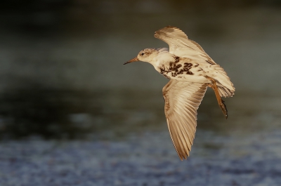 <i class='fa fa-user'></i> Ben Reitsma |   Kemphaan  <i class='fa fa-eye'> 223</i>  <i class='fa fa-thumbs-up'> 9</i>   <i class='fa fa-comment-o'> 13</i>