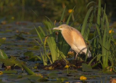 <i class='fa fa-user'></i> Vincent Vuik |   Ralreiger  <i class='fa fa-eye'> 292</i>  <i class='fa fa-thumbs-up'> 14</i>   <i class='fa fa-comment-o'> 12</i>