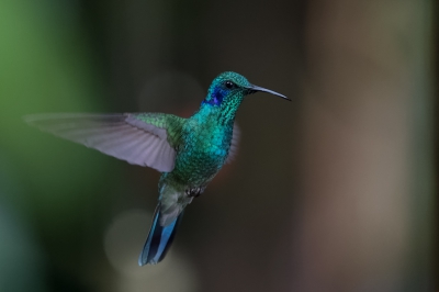 Gefotografeerd bij de ingang van het nevelwoud van Monte Verde.
Bij de ingang staat al jaar en dag een winkeltje met veel kolibries die fladderen rond de vele drinkbakjes die er hangen.