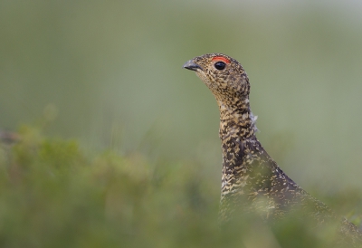 <i class='fa fa-user'></i> natuurflits |   Moerassneeuwhoen  <i class='fa fa-eye'> 244</i>  <i class='fa fa-thumbs-up'> 2</i>   <i class='fa fa-comment-o'> 6</i>