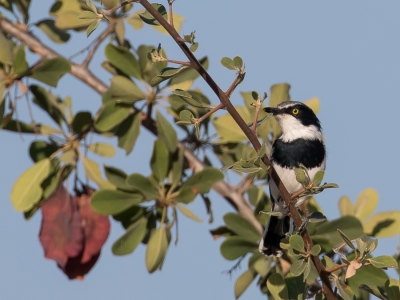 <i class='fa fa-user'></i> Paul van Giersbergen |   Priritvliegenvanger  <i class='fa fa-eye'> 199</i>  <i class='fa fa-thumbs-up'> 1</i>   <i class='fa fa-comment-o'> 0</i>