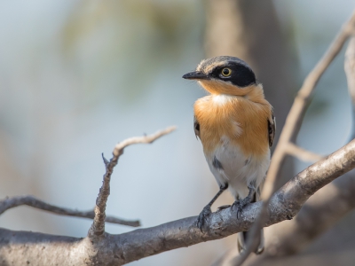 <i class='fa fa-user'></i> Paul van Giersbergen |   Priritvliegenvanger  <i class='fa fa-eye'> 226</i>  <i class='fa fa-thumbs-up'> 1</i>   <i class='fa fa-comment-o'> 3</i>