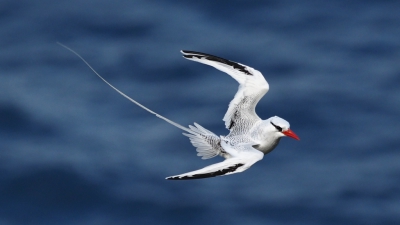 De Keerkringvogels kwamen hun nestelplaatsen in de Pirate Cliffs "inspecteren". Deze vogel kwam van zee met hoge snelheid aanvliegen en remde af voor de rotswand in harde tegenwind. Genomen vanaf de Sulphur Mine trail boven de vogel met als achtergrond de zee.