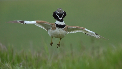 <i class='fa fa-user'></i> Boudewijn Schreiner |   Kleine Trap  <i class='fa fa-eye'> 527</i>  <i class='fa fa-thumbs-up'> 20</i>   <i class='fa fa-comment-o'> 11</i>