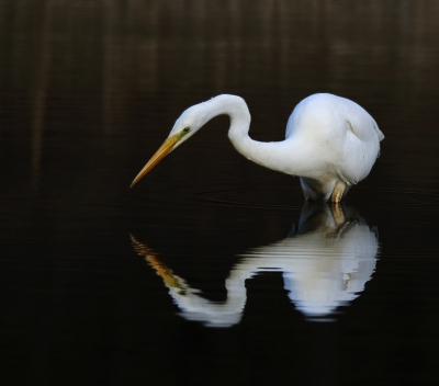 <i class='fa fa-user'></i> Gejo Wassink |   Grote Zilverreiger  <i class='fa fa-eye'> 319</i>  <i class='fa fa-thumbs-up'> 4</i>   <i class='fa fa-comment-o'> 6</i>