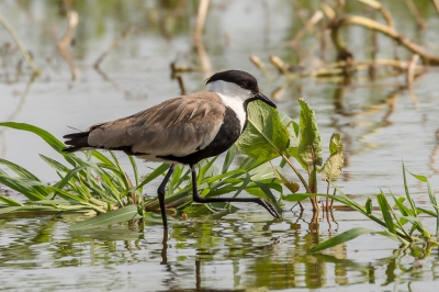 De Sporenkievit is een fraaie soort om te zien. Ik meng me niet in de discussie of het een escape of een echte wilde is. Ik heb van een mooie soort genoten die zich gewillig liet fotograferen. Hier laat hij een elegante pose zien. Het is een mooie ranke steltloper. Het licht was best wel een uitdaging maar uiteindelijk is dat ook gewoon wat het is.