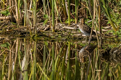 Vanchter het kijkscherm waren er diverse steltlopers die in de hitte wat meer het water opzochten. Deze watersnip poseerde heerlijk tegen een meekleurende achtergrond. De weerspiegeling was onverwacht goed.