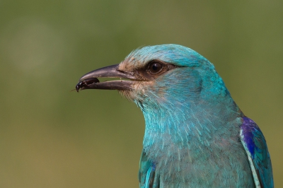 <i class='fa fa-user'></i> Marco Simonis |   Scharrelaar  <i class='fa fa-eye'> 299</i>  <i class='fa fa-thumbs-up'> 7</i>   <i class='fa fa-comment-o'> 8</i>