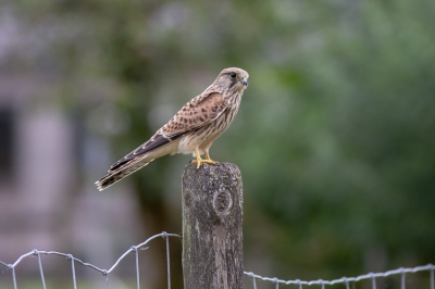 Vogel bleef lang stilzitten op een paal en kon vanuit de auto 'm prachtig vastleggen