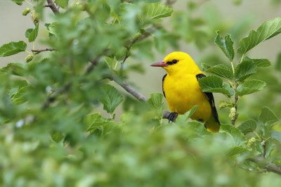 <i class='fa fa-user'></i> Frank Kremer |   Wielewaal  <i class='fa fa-eye'> 461</i>  <i class='fa fa-thumbs-up'> 7</i>   <i class='fa fa-comment-o'> 5</i>