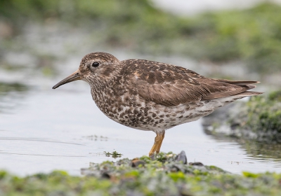 <i class='fa fa-user'></i> Celly |   Paarse Strandloper  <i class='fa fa-eye'> 220</i>   <i class='fa fa-comment-o'> 1</i>