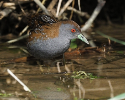 Langs een beek had deze vogel een tussenstation gevonden tijdens de trek. Dat was niet onopgemerkt gebleven. Hij kwam regelmatig uit het riet tevoorschijn en liet zich prachtig fotograferen. Met dank aan excursieleider Klaas de Jong.