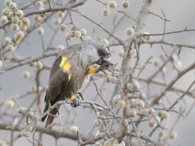 <i class='fa fa-user'></i> Paul van Giersbergen |   Rppells Papegaai  <i class='fa fa-eye'> 176</i>   <i class='fa fa-comment-o'> 2</i>