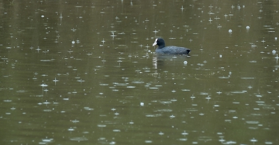 Kijk, dat hebben wij weer.
Zinderend heet, al maanden en geen drup.
n dag in een natuurpark na een eind rijden.
En wat doet het : regenen.
Schitterende natuur trouwens, twaalf hutten en veel vogels.