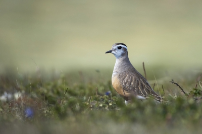 <i class='fa fa-user'></i> Bert Ooms |   Morinelplevier  <i class='fa fa-eye'> 481</i>  <i class='fa fa-thumbs-up'> 30</i>   <i class='fa fa-comment-o'> 22</i>