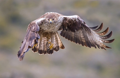 <i class='fa fa-user'></i> Rudi Debruyne |   Havikarend  <i class='fa fa-eye'> 502</i>  <i class='fa fa-thumbs-up'> 18</i>   <i class='fa fa-comment-o'> 12</i>