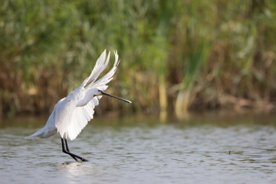 Fotohut Diependal, bloedheet en weinig vogelsoorten, toch deze Lepelaar goed kunnen vastleggen, meerdere foto's te zien op www.buitenkiek.nl