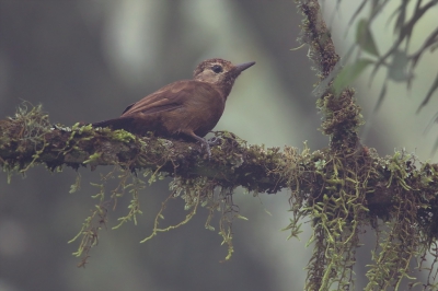 <i class='fa fa-user'></i> Martjan Lammertink |   Roetspecht  <i class='fa fa-eye'> 161</i>   <i class='fa fa-comment-o'> 3</i>