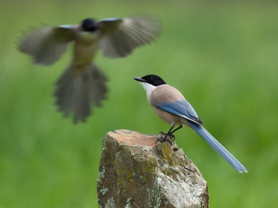 <i class='fa fa-user'></i> Boudewijn Schreiner |   Blauwe Ekster  <i class='fa fa-eye'> 268</i>  <i class='fa fa-thumbs-up'> 1</i>   <i class='fa fa-comment-o'> 3</i>