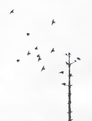 <i class='fa fa-user'></i> sieb |   Spreeuw  <i class='fa fa-eye'> 267</i>  <i class='fa fa-thumbs-up'> 3</i>   <i class='fa fa-comment-o'> 5</i>