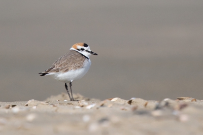 <i class='fa fa-user'></i> Peter Soer |   Strandplevier  <i class='fa fa-eye'> 393</i>  <i class='fa fa-thumbs-up'> 9</i>   <i class='fa fa-comment-o'> 13</i>