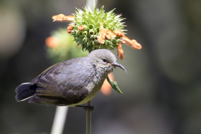 <i class='fa fa-user'></i> Paul van Giersbergen |   Berghoningzuiger  <i class='fa fa-eye'> 168</i>   <i class='fa fa-comment-o'> 0</i>
