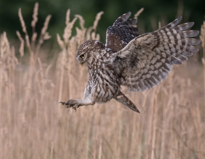 Ready for landing. Steenuiltje met het landingsgestel uit.

ISO extra hoog gezet omdat ik me speciaal gericht had op vluchtbeelden met de DC-G9 + 100-400.

Camouflagetentje, statief.