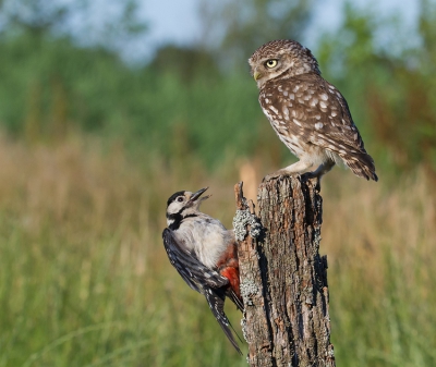 <i class='fa fa-user'></i> Marco Simonis |   Steenuil  <i class='fa fa-eye'> 610</i>  <i class='fa fa-thumbs-up'> 20</i>   <i class='fa fa-comment-o'> 14</i>