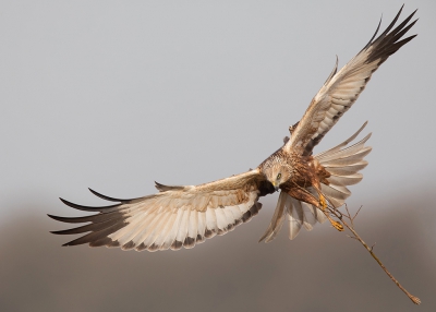 <i class='fa fa-user'></i> vogeljan |   Bruine Kiekendief  <i class='fa fa-eye'> 404</i>  <i class='fa fa-thumbs-up'> 14</i>   <i class='fa fa-comment-o'> 9</i>