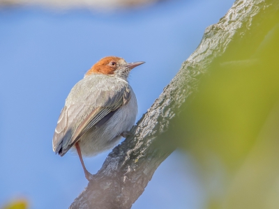 <i class='fa fa-user'></i> Paul van Giersbergen |   Roodkapkrombek  <i class='fa fa-eye'> 204</i>   <i class='fa fa-comment-o'> 0</i>