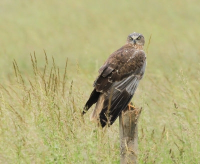 <i class='fa fa-user'></i> Rianne Geelhoed |   Bruine Kiekendief  <i class='fa fa-eye'> 342</i>  <i class='fa fa-thumbs-up'> 8</i>   <i class='fa fa-comment-o'> 10</i>