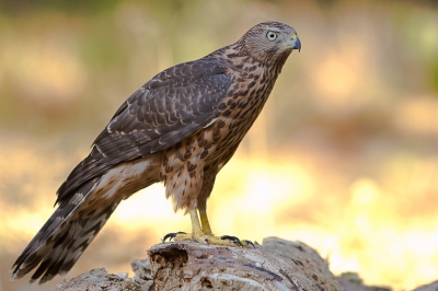 <i class='fa fa-user'></i> JHR |   Havik  <i class='fa fa-eye'> 359</i>   <i class='fa fa-comment-o'> 5</i>