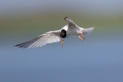 <i class='fa fa-user'></i> Peter Soer |   Dwergstern  <i class='fa fa-eye'> 282</i>   <i class='fa fa-comment-o'> 2</i>