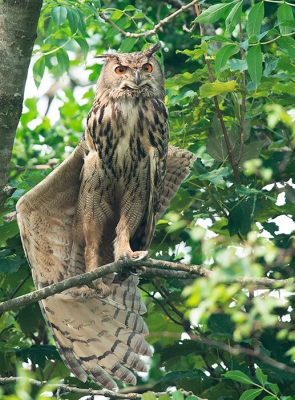 <i class='fa fa-user'></i> Wilfried Solarz |   Oehoe  <i class='fa fa-eye'> 441</i>  <i class='fa fa-thumbs-up'> 5</i>   <i class='fa fa-comment-o'> 7</i>