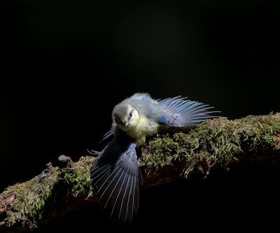 <i class='fa fa-user'></i> Rianne Geelhoed |   Pimpelmees  <i class='fa fa-eye'> 243</i>   <i class='fa fa-comment-o'> 7</i>