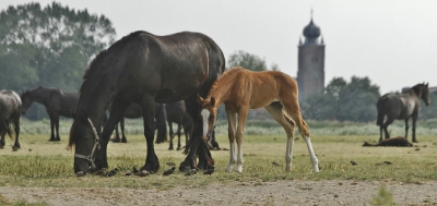 Bij ons in de buurt zie je meer paarden in de wei dan koeien.
Spreeuwen zijn hier dan ook de "koereigertjes";het veulen begroet hier nieuwsgierig de vogels waaronder ook een paar leeftijdsgenoten.