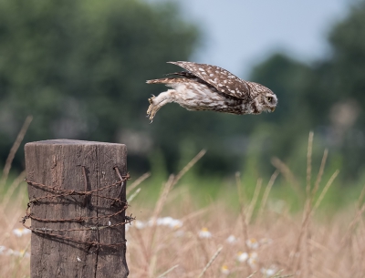 Het Steenuiltje was al bezig met de voorbereiding op het Vierschansentoernooi.

Hier is ie de afsprong aan het oefenen.