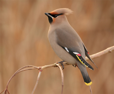 Ik denk dat de meesten de pestvogels nu al beu gekeken zijn.Daarom om jullie nog eens te vervelen deze 'beauty' met alle kenmerken in beeld. Het moeilijkste bij deze vogels is ze te kunnen isoleren en te fotograferen tegen een zo egaal mogelijke achtergrond.