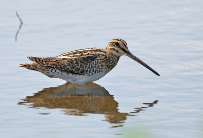 Was al een half uur bezig met fotograferen van steltlopers in onderwater gezet bollenveld, toen deze watersnip, die ik nog niet had opgemerkt, een stap naar voren deed vanuit de waterkant en ineens vlakbij bleek te zitten.
