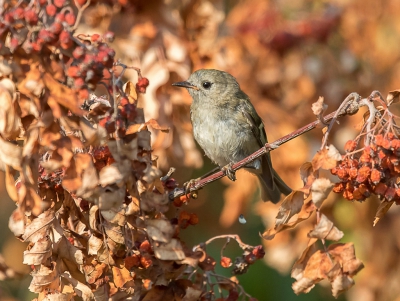 <i class='fa fa-user'></i> loek van de Leur |   Goudhaan  <i class='fa fa-eye'> 177</i>   <i class='fa fa-comment-o'> 2</i>