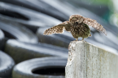 <i class='fa fa-user'></i> vanmarle |   Steenuil  <i class='fa fa-eye'> 181</i>   <i class='fa fa-comment-o'> 4</i>