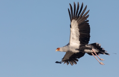 <i class='fa fa-user'></i> Lennart Verheuvel |   Secretarisvogel  <i class='fa fa-eye'> 256</i>  <i class='fa fa-thumbs-up'> 1</i>   <i class='fa fa-comment-o'> 4</i>