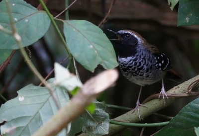 <i class='fa fa-user'></i> charlysax |   Schubbenmiervogel  <i class='fa fa-eye'> 166</i>  <i class='fa fa-thumbs-up'> 1</i>   <i class='fa fa-comment-o'> 7</i>