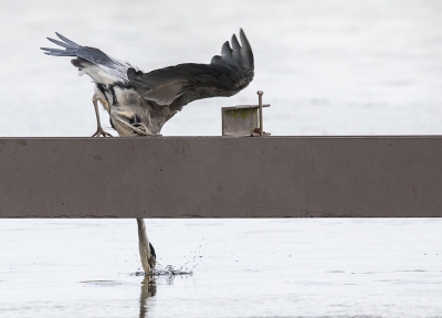 <i class='fa fa-user'></i> loek van de Leur |   Blauwe Reiger  <i class='fa fa-eye'> 260</i>  <i class='fa fa-thumbs-up'> 4</i>   <i class='fa fa-comment-o'> 5</i>