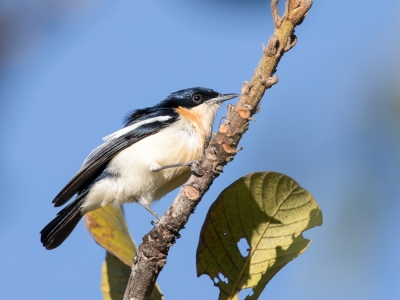 <i class='fa fa-user'></i> Paul van Giersbergen |   Geelbuikhyliota  <i class='fa fa-eye'> 135</i>   <i class='fa fa-comment-o'> 0</i>
